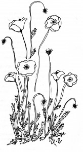 poppies